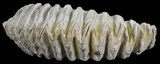 Cretaceous Fossil Oyster (Rastellum) - Madagascar #54469-1